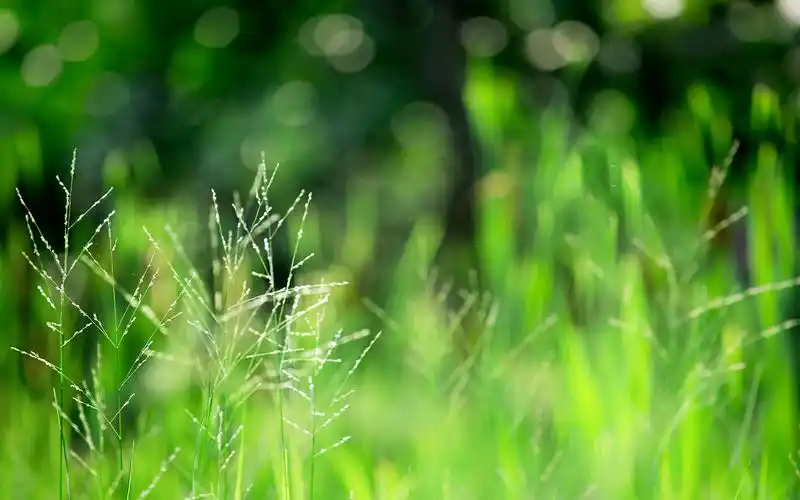 绿色护眼植物高清图片桌面壁纸