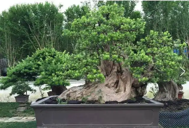 已知最贵的10棵盆景动辄百万千万土豪的世界你真的不懂