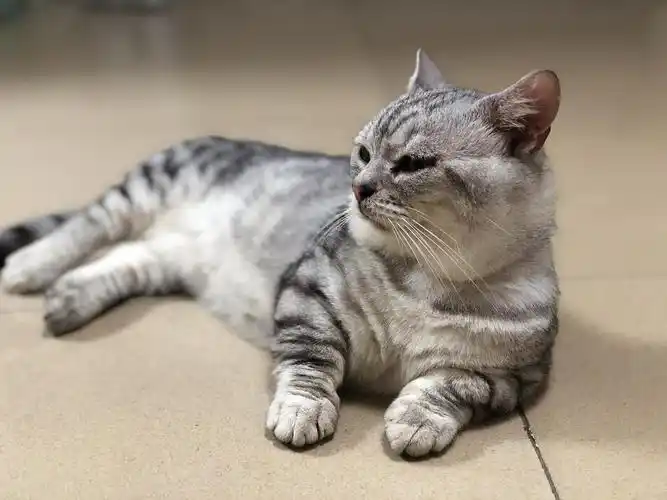 美短短腿猫找母猫配种,坐标广州番禺