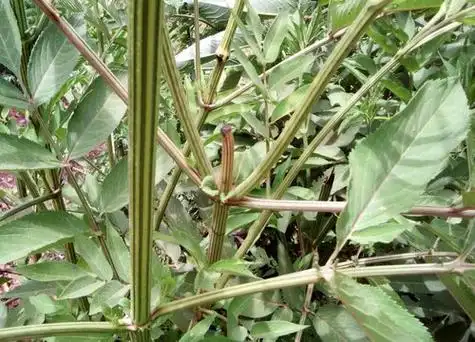 土骨草生长在什么地方