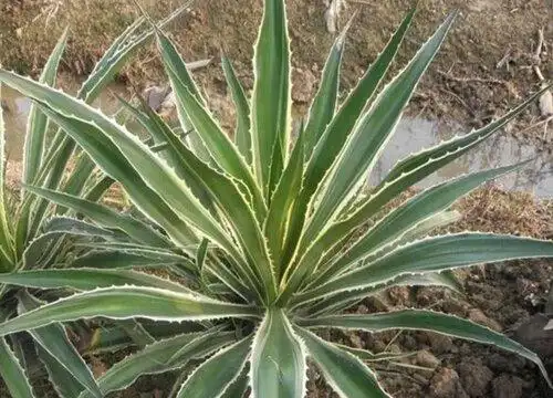 金边草是什么植物