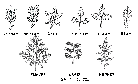 根据小叶在总叶柄上的排列,可将复叶分为羽状复叶和掌状复叶(图14-10)