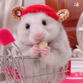 272_272gif 动态图 动图