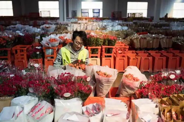2月12日,在中国云南昆明斗南国际花卉拍卖交易中心,一名质检员对鲜花