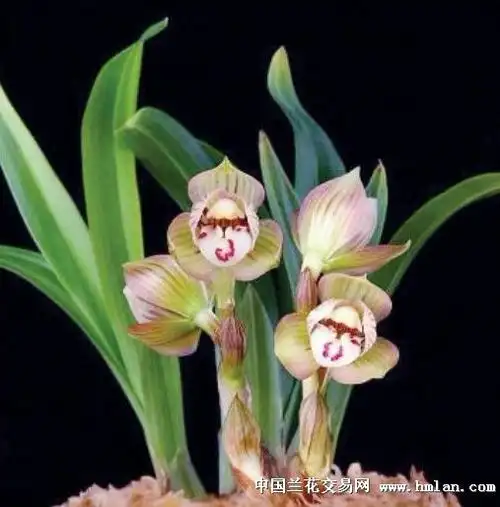 欣赏几个价值百万天价兰花