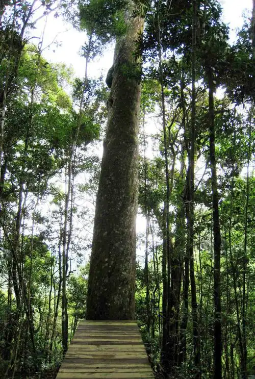 霸王岭国家森林公园位于海南昌江黎族自治县东南部,其主要山峰都在