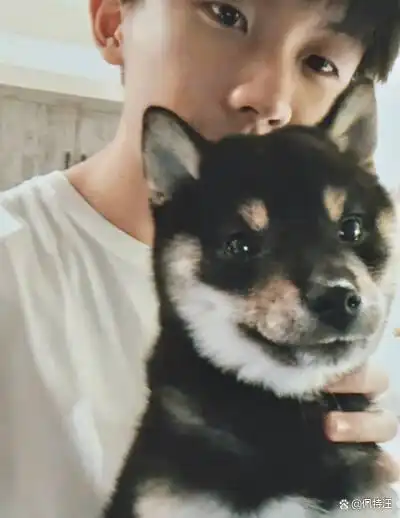 马嘉祺的柴犬叫六斤是因为他买下这只狗狗时,狗狗的体重是六斤,所以给