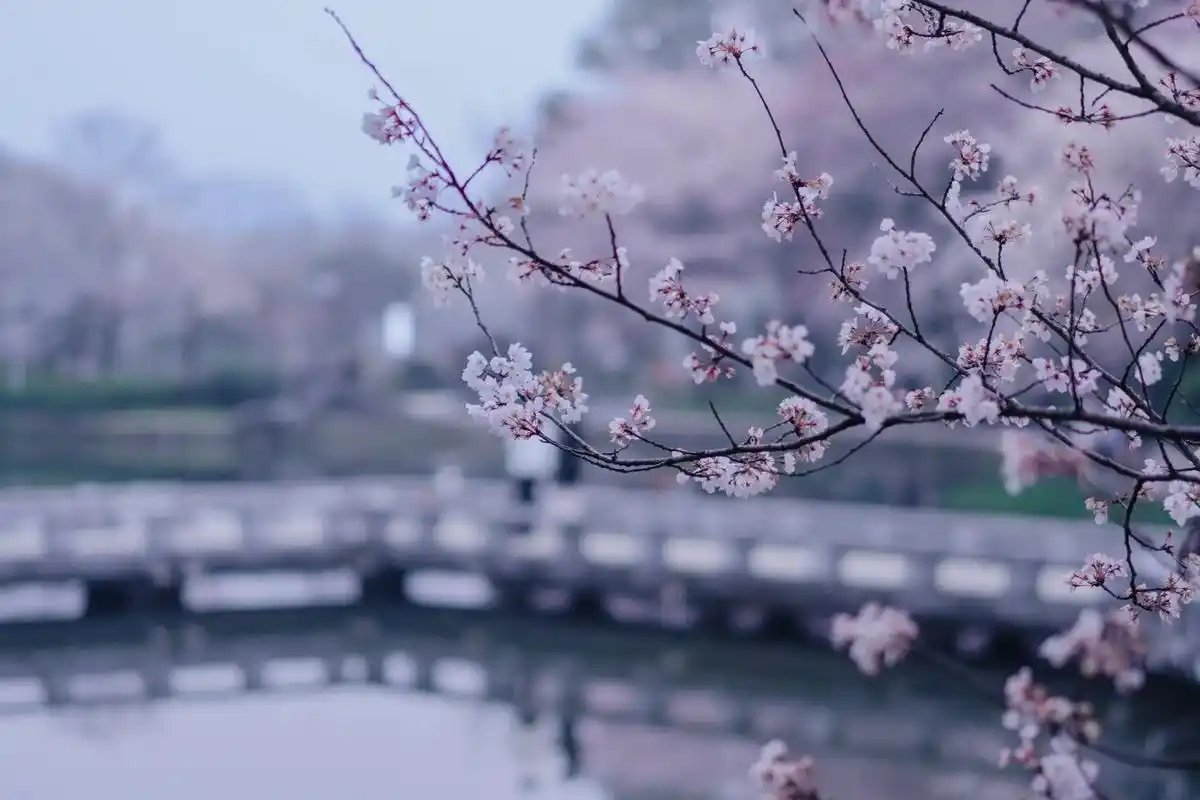 在樱花盛开的季节观察樱花飘落的速度.