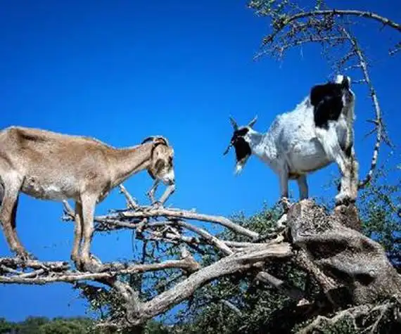 羊上树玩法是啥做好准备老司机要开车啦
