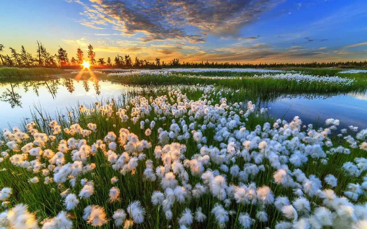 唯美花海自然风光图片桌面壁纸-风景壁纸-手机壁纸下载-美桌网