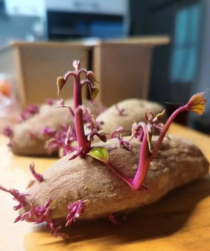 发芽的红薯,你会种起来吗?