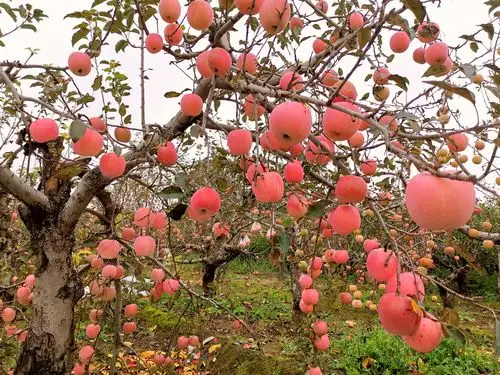 果园飘香 硕果累累