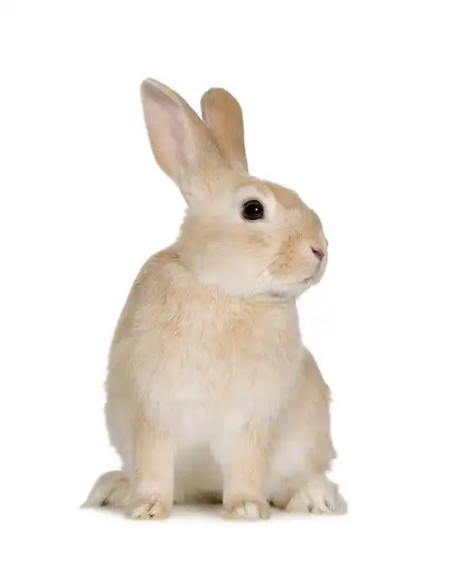 灰色乖巧的小兔子750x1334分辨率查看