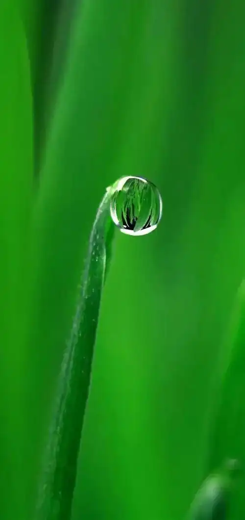 并不是指绿色本身对眼睛有什么好处,而是说远眺大自然的景物可缓解