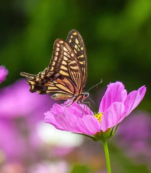 荷花;蝴蝶; 蜻蜓; 昆虫