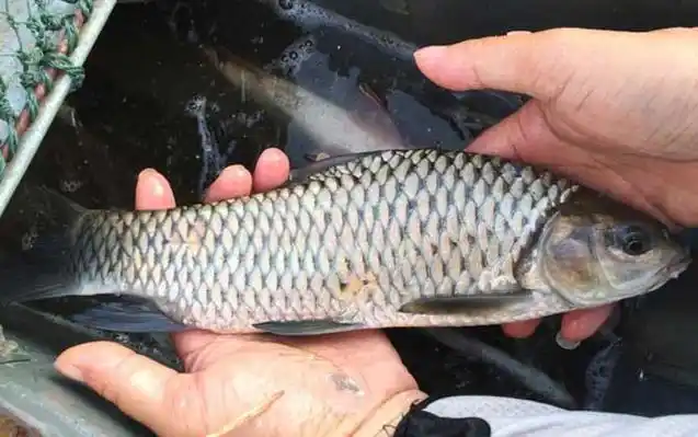 军鱼价格多少钱一斤?