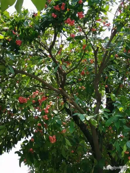 但长满莲雾的果树,你看过吗?
