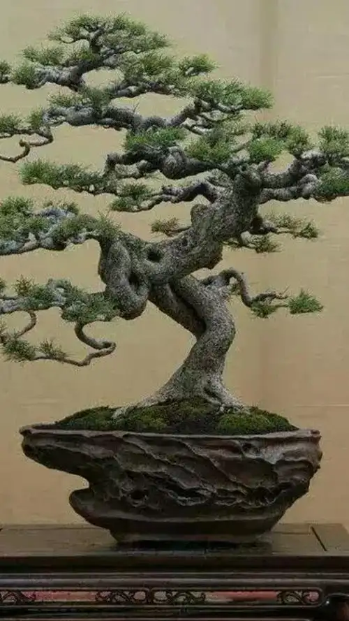 世上最珍贵最美的盆景,据说每盆价值百万,真是太美太漂亮了!