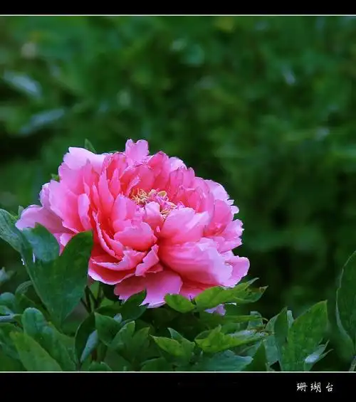 【————牡丹花品种鉴赏————摄影图片】生态摄影_太平洋电脑网