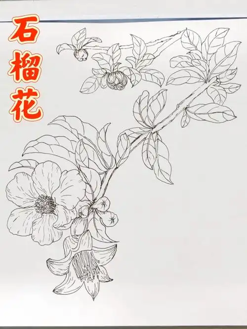 普通签字笔#绘画打卡#花卉线稿#零基础学画画#画就对了#石榴花