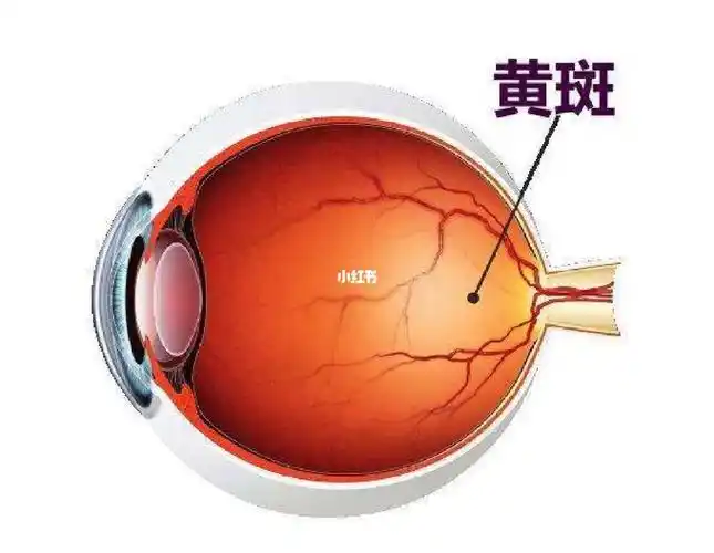眼睛黄斑病是怎么造成的71