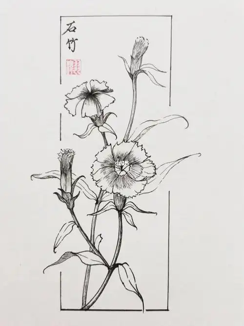 每日一画植物速写石竹
