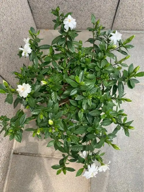 四季栀子花和小叶栀子区别