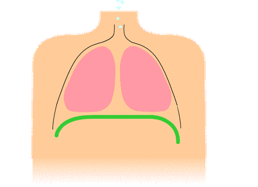 呼吸纠正训练,这三个动作必须做|肌肉|呼吸肌|膈肌|颈肩部|活动度