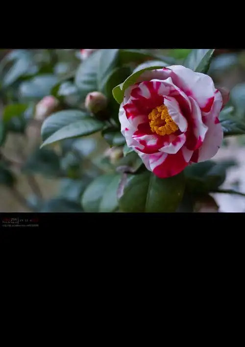 花鹤翎茶花开了