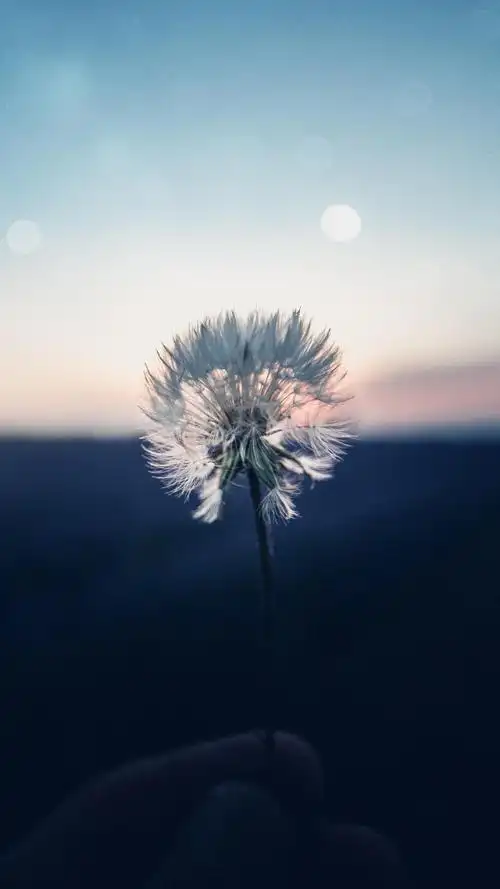 蒲公英 - 堆糖,美图壁纸兴趣社区