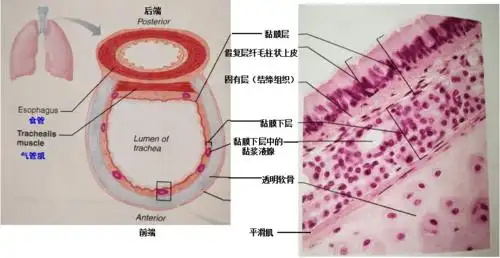 人体防御病毒的免疫力究竟是什么?