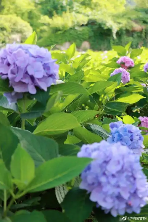 无尽夏绣球花以其丰富的色彩和繁茂的花朵成为夏日里最美的风景(来源