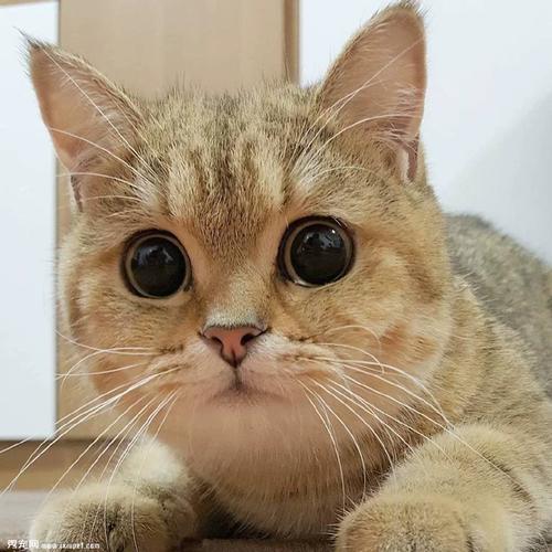 现代装饰画 超萌呆猫咪照片 精美高清挂画图片 海报喵星人宠物