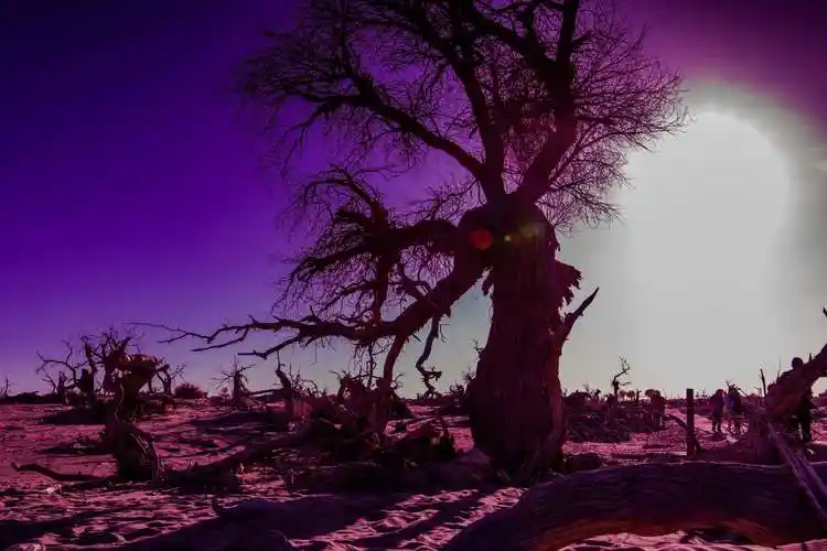 狰狞恐怖的怪树林