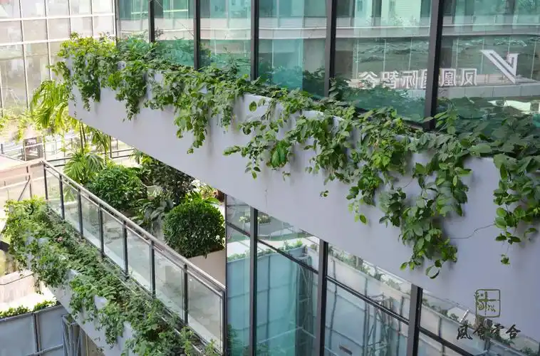 垂直绿化