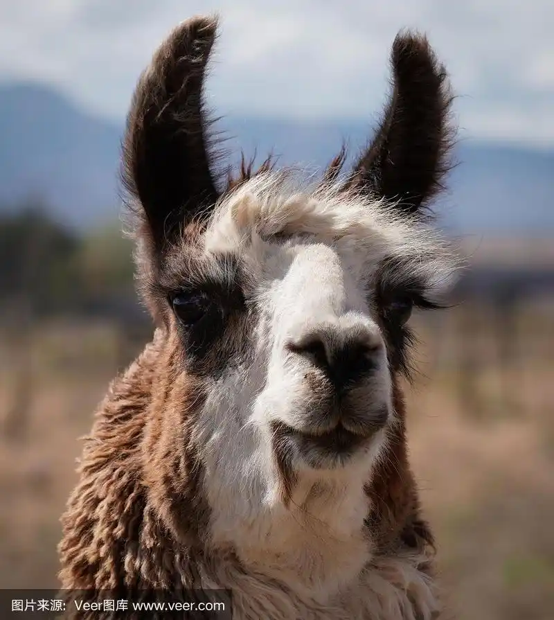 可爱的美洲驼的特写