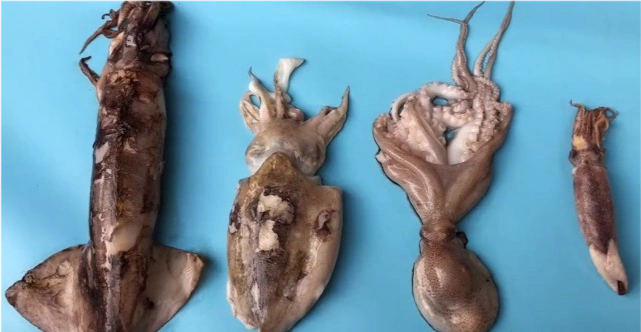 乌贼和章鱼的区别鱿鱼墨鱼八爪鱼海兔的区别及不同吃法