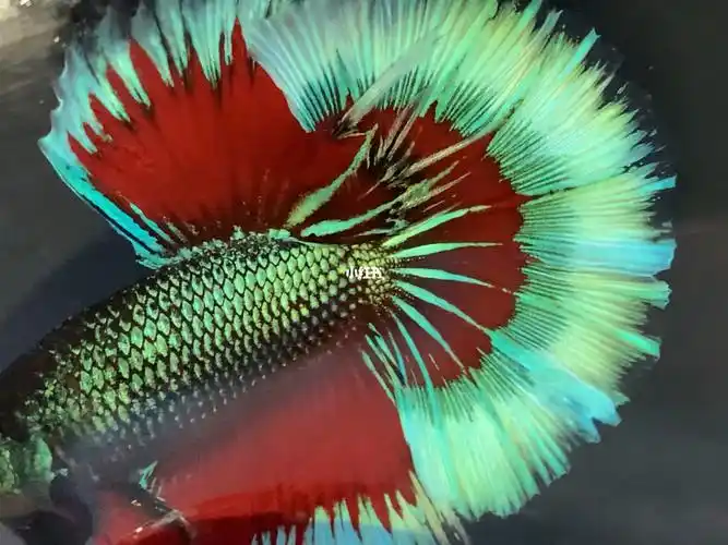 泰国斗鱼5a赛级自带光环绿魔半月公