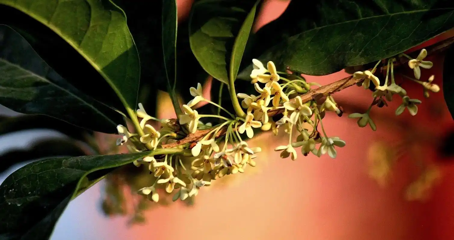 八月桂花香闻着花香遨游在桂花的世界