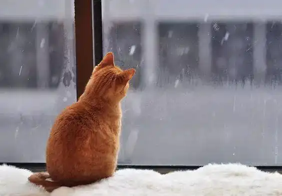 日本博主晒猫咪的背影杀走红ins网友看后萌化了