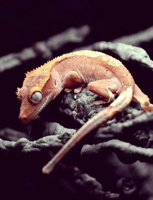 06睫角守宫底色大揭秘!96