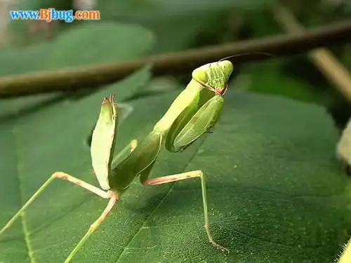 广斧螳hierodulapetelliferaserville