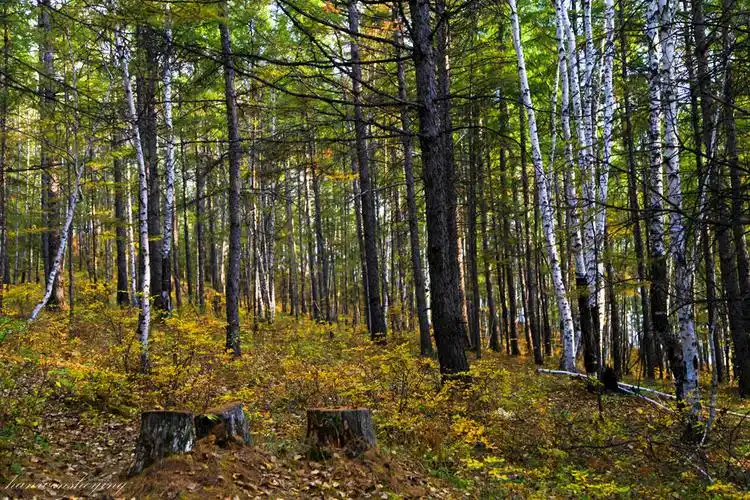 大兴安岭之秋(二)