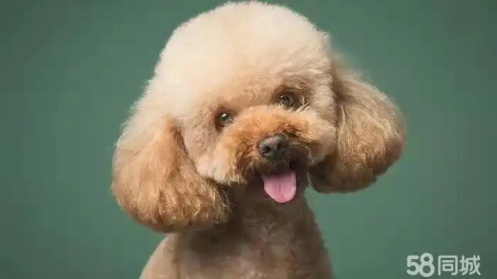 精致卷毛泰迪多只小体宠物狗香槟泰迪灰泰迪包犬瘟细小