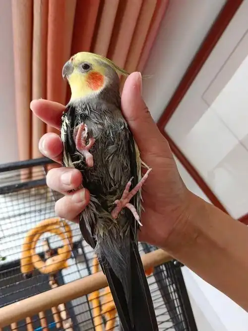 可爱的玄凤小鹦鹉