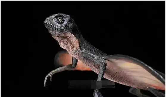 新的会飞的爬行动物已经出现,这种蜥蜴被称现代翼龙,已长出翅膀