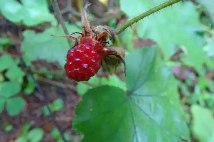 大山包保护区植物——粗叶悬钩子