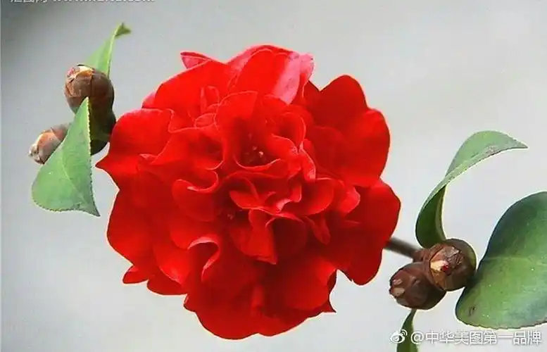 影像宝典》第1集·绚丽多彩婀娜多姿的《茶花》—世界十大名花之一