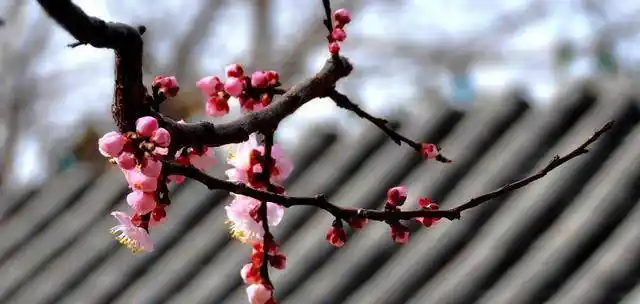 "一枝红杏出墙来",明明是写春色,后来如何如何被人玩"坏"?