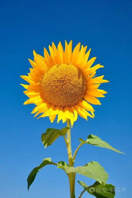 向日葵 葵花籽 向日葵色照片-正版商用图片002ns0-摄图新视界